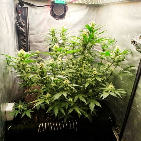 Gorilla Cookies growlog timeline photo