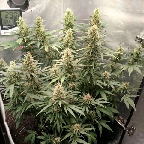 Gorilla Cookies growlog timeline photo