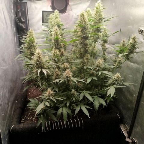 Gorilla Cookies growlog timeline photo