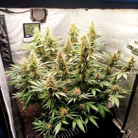 Gorilla Cookies growlog timeline photo