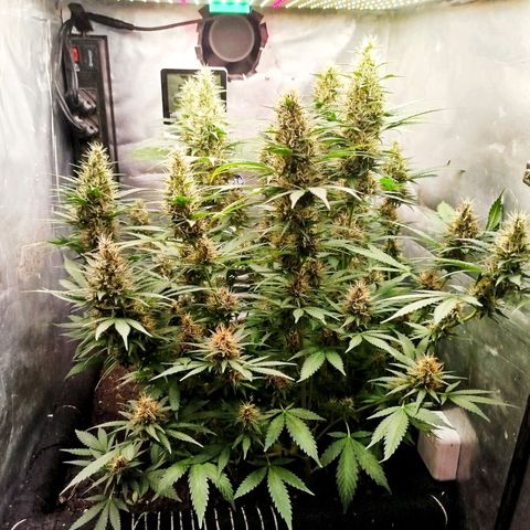 Gorilla Cookies growlog timeline photo