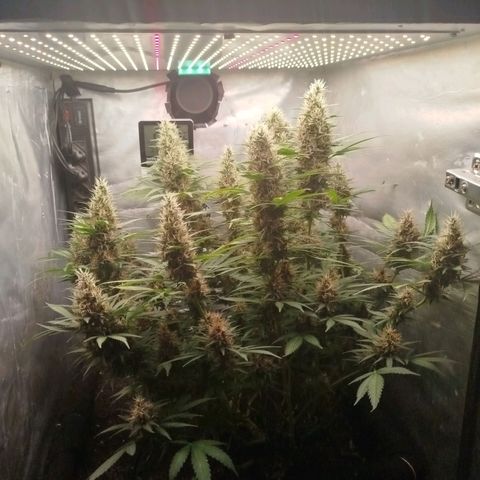 Gorilla Cookies growlog timeline photo
