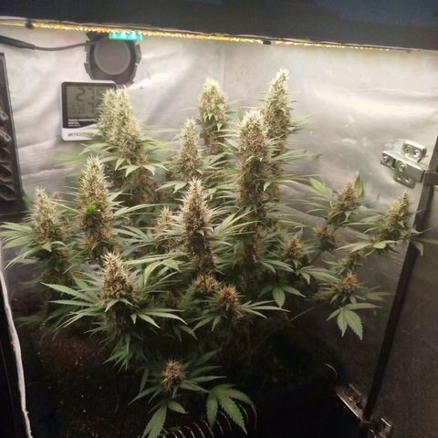 Gorilla Cookies growlog timeline photo