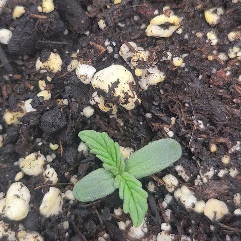 Boof growlog timeline photo