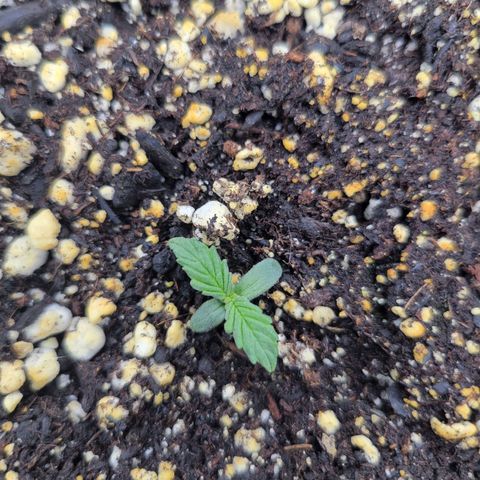 Boof growlog timeline photo