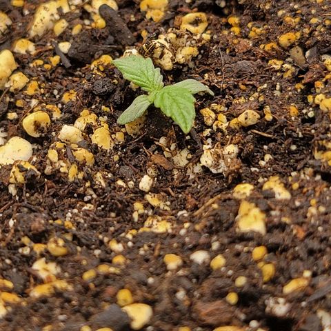 Boof growlog timeline photo