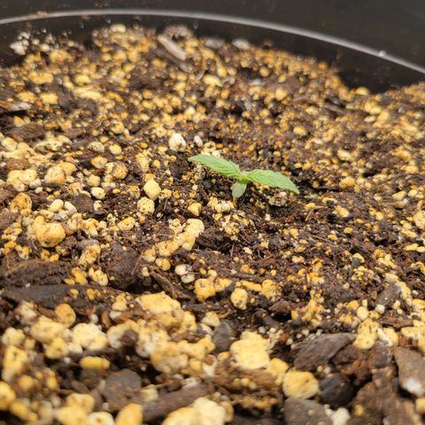 Boof growlog timeline photo