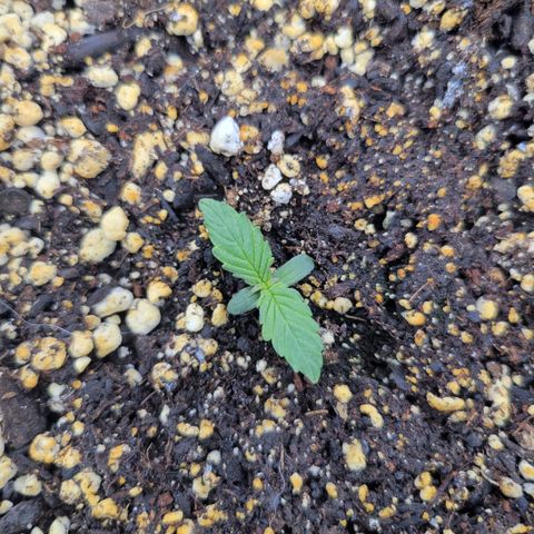 Boof growlog timeline photo