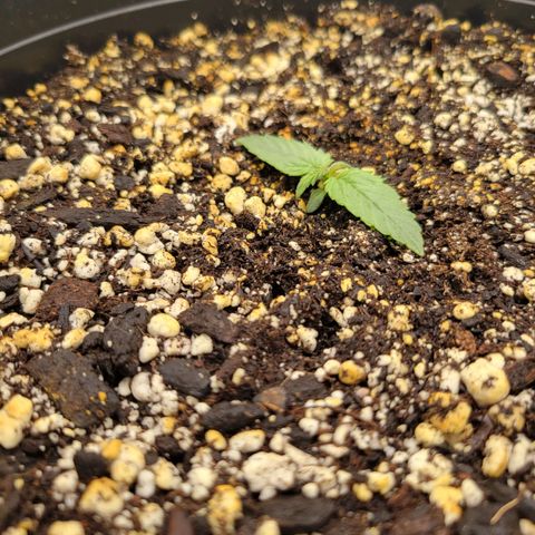 Boof growlog timeline photo