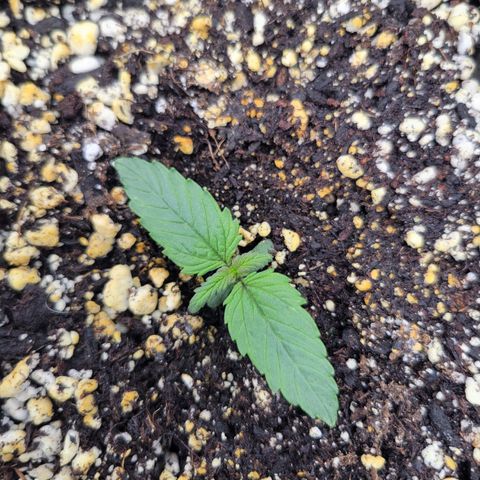 Boof growlog timeline photo