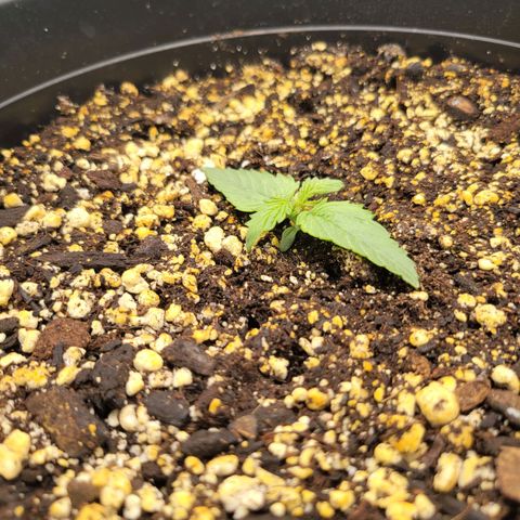 Boof growlog timeline photo