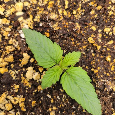 Boof growlog timeline photo