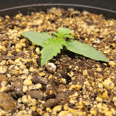Boof growlog timeline photo