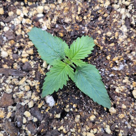 Boof growlog timeline photo