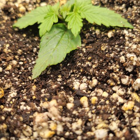 Boof growlog photo: Accidentally buried a leaf while watering and leaves twisting because it doesnt have eniugh height