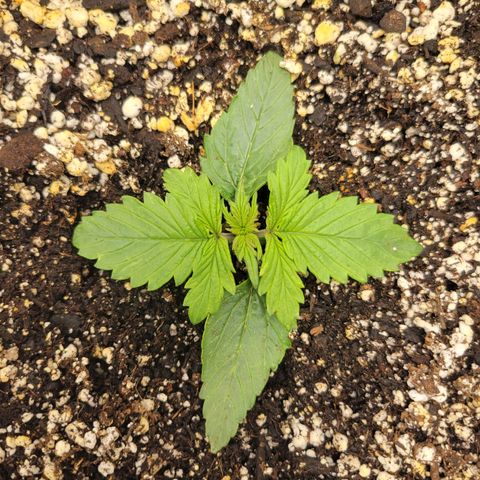 Boof growlog photo: Accidentally buried a leaf while watering and leaves twisting because it doesnt have eniugh height