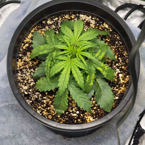 Boof growlog timeline photo