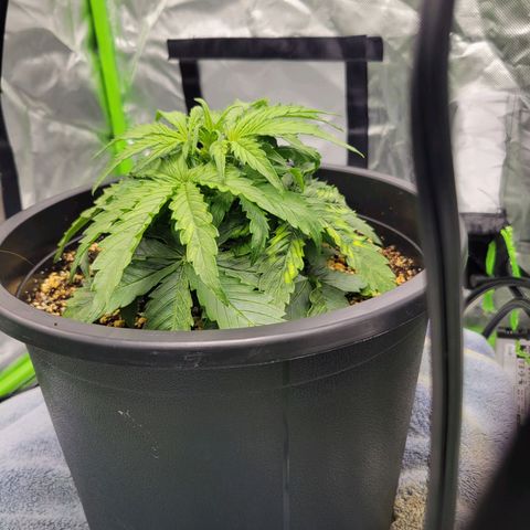 Boof growlog timeline photo