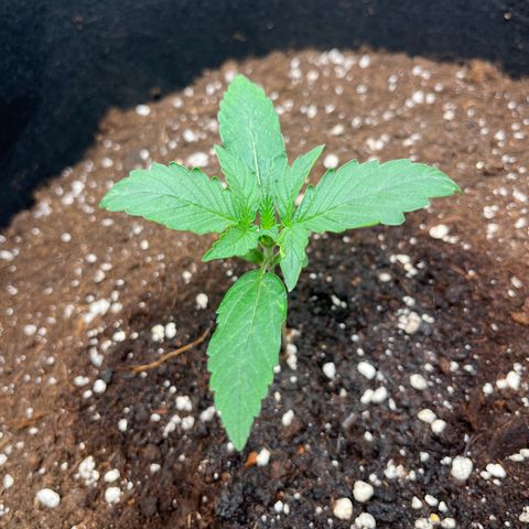 Apple Fritter Automatic growlog timeline photo