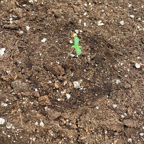 Apple Fritter Automatic growlog timeline photo