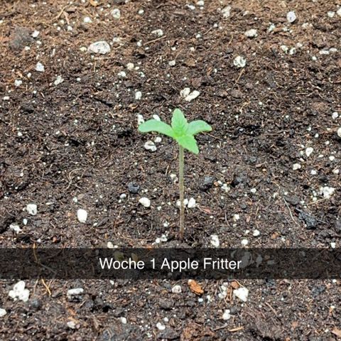 Apple Fritter Automatic growlog timeline photo