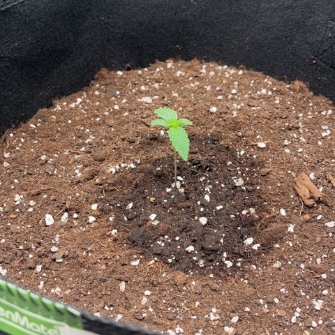 Apple Fritter Automatic growlog timeline photo
