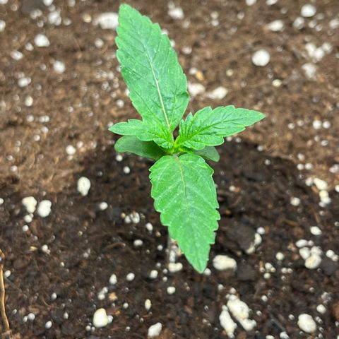 Apple Fritter Automatic growlog photo: Jetzt geht’s schneller 