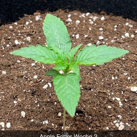 Apple Fritter Automatic growlog timeline photo