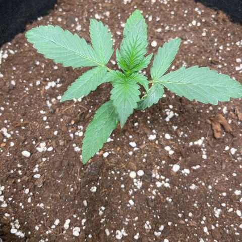 Apple Fritter Automatic growlog timeline photo