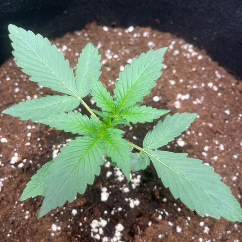 Apple Fritter Automatic growlog timeline photo