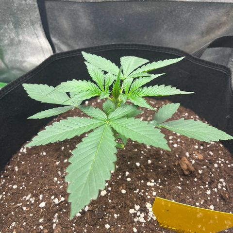 Apple Fritter Automatic growlog timeline photo