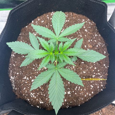 Apple Fritter Automatic growlog timeline photo