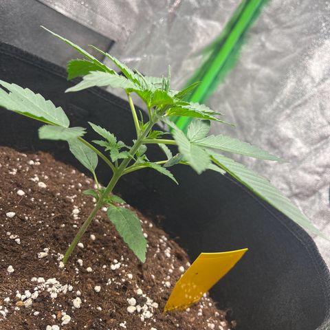 Apple Fritter Automatic growlog timeline photo