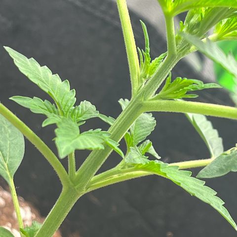 Apple Fritter Automatic growlog timeline photo