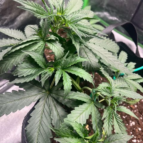 Apple Fritter Automatic growlog timeline photo