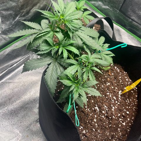 Apple Fritter Automatic growlog timeline photo
