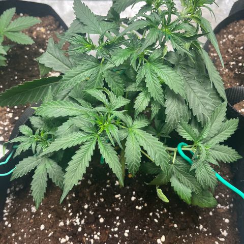 Apple Fritter Automatic growlog timeline photo