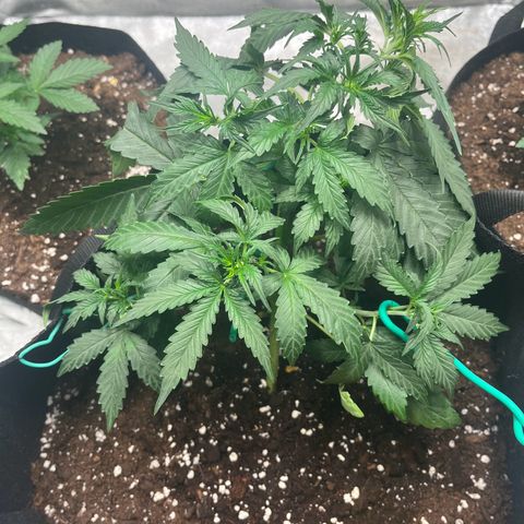 Apple Fritter Automatic growlog timeline photo