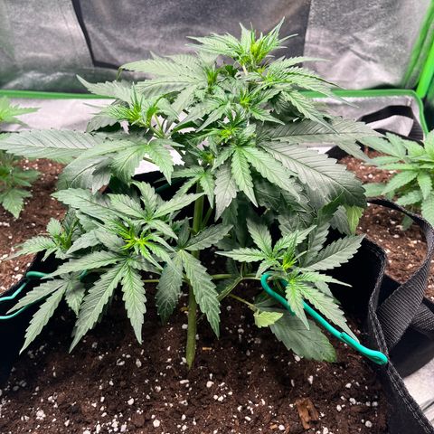 Apple Fritter Automatic growlog timeline photo
