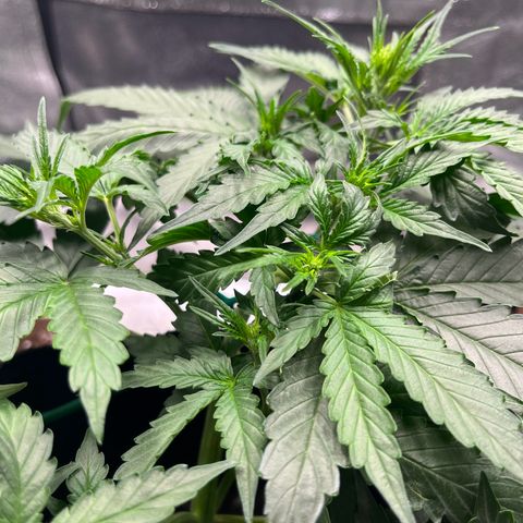 Apple Fritter Automatic growlog timeline photo
