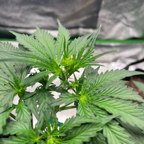 Apple Fritter Automatic growlog timeline photo