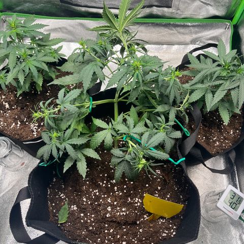Apple Fritter Automatic growlog timeline photo