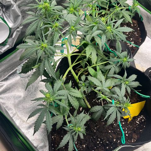 Apple Fritter Automatic growlog timeline photo