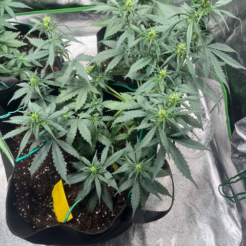 Apple Fritter Automatic growlog timeline photo