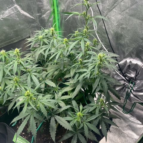 Apple Fritter Automatic growlog timeline photo