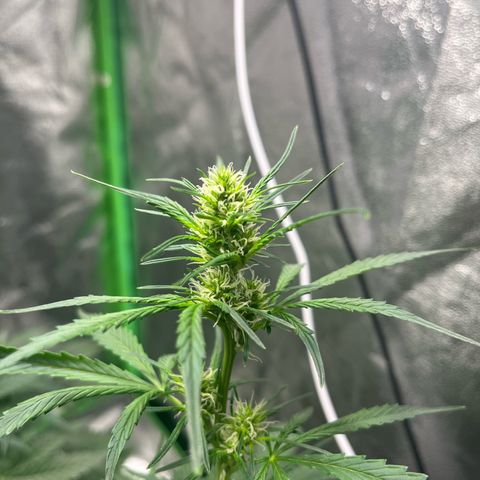 Apple Fritter Automatic growlog timeline photo