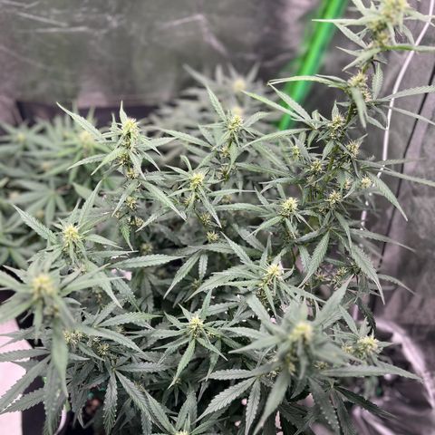 Apple Fritter Automatic growlog timeline photo