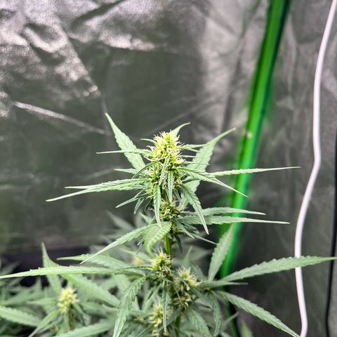 Apple Fritter Automatic growlog timeline photo