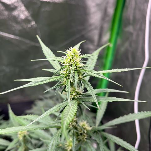Apple Fritter Automatic growlog timeline photo