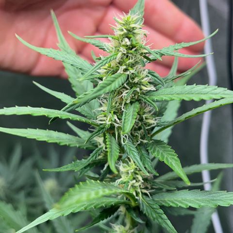 Apple Fritter Automatic growlog timeline photo